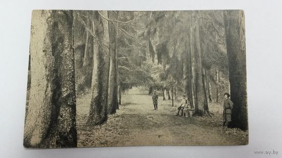 Почтовя Карточка "Аллея парка в с.Михайловском".