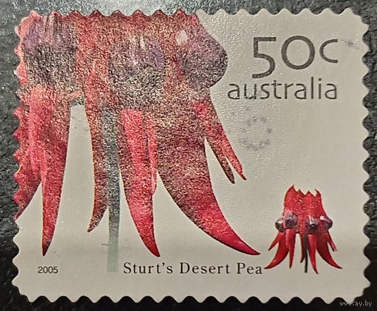 Австралия 2005. Флора. Sturts Desert Pea
