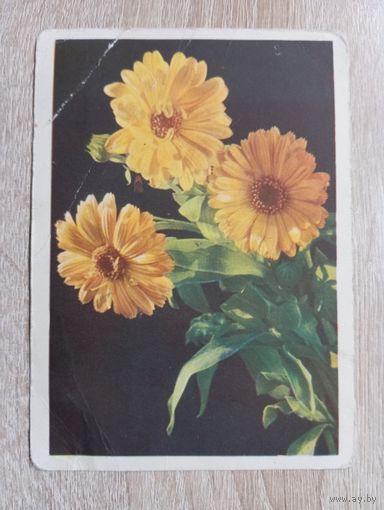 О-10. ПОДПИСАННАЯ ОТКРЫТКА СССР. ИЗОГИЗ. НОГОТКИ. ФЛОРА.