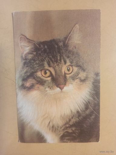 Календарь 1990 кошки/8