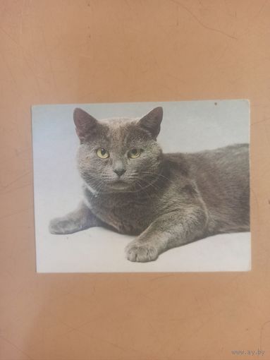 Календарь 1990 кошки/9