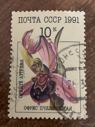 СССР 1991. Цветы. Офрис пчелоносная. Марка из серии