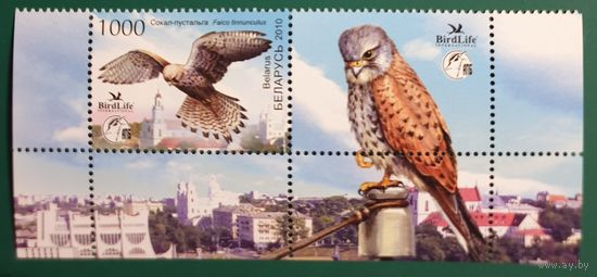 2010 Птицы Беларуси. Пустельга Беларусь