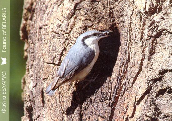 Фауна Беларуси: обыкновенный поползень, тираж 5000 экз., чистая, 2012