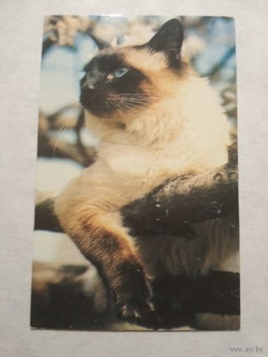 Карманный календарик. Котик.1993 год