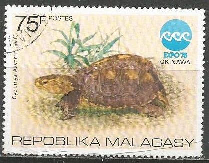 Республика Мадагаскар. Международная выставка EXPO'75. Черепаха. 1975г. Mi#760.