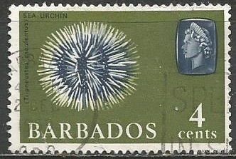 Барбадос. Кораллы. 1965г. Mi#235.