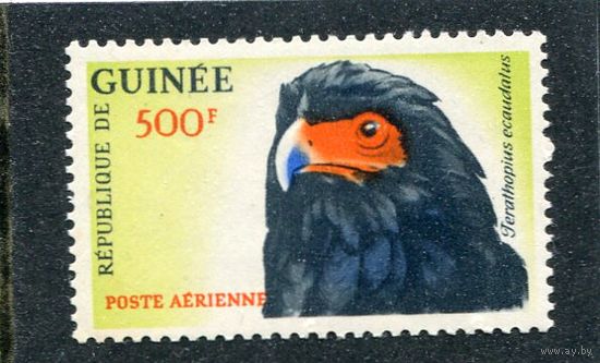 Гвинея. Фауна. Птицы. Орел-скоморох