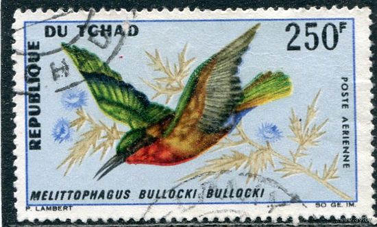 Чад. Красногорлая щурка