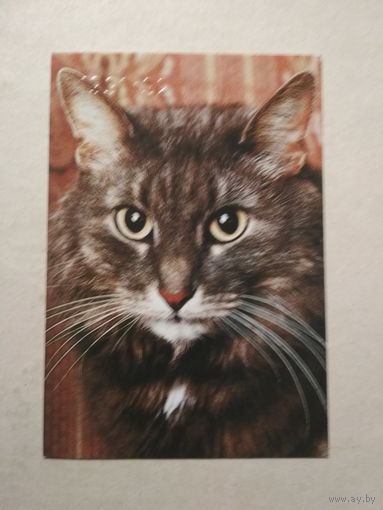 Карманный календарик. Котик. 1991 год