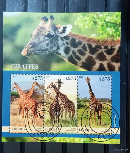 ЛИСТ ФАУНА жирафы  СТО