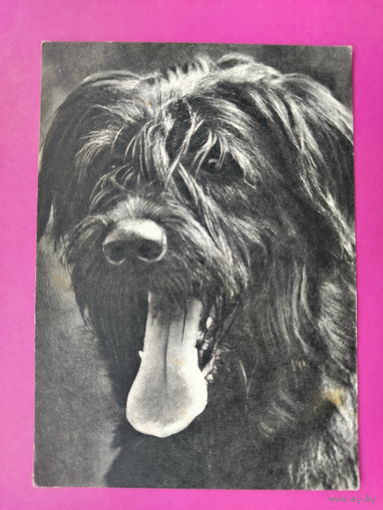 Тибетский терьер. Чистая. 1968 года. Фото Елисеева. 2159.