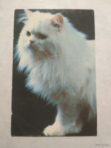 Карманный календарик. Котик.1993 год