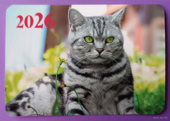 Зеленоглазый красавец. Кот. Календарик, глянец, 2026.ТРАСКО