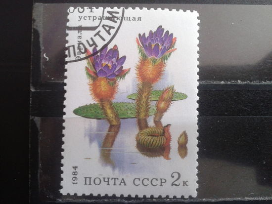 1984 Эвриала устрашающая