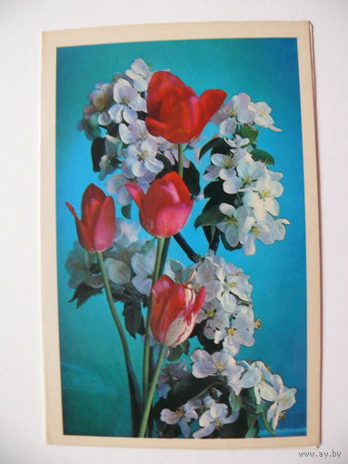 Костенко Г.(фото), С праздником! 1984, двойная, чистая.