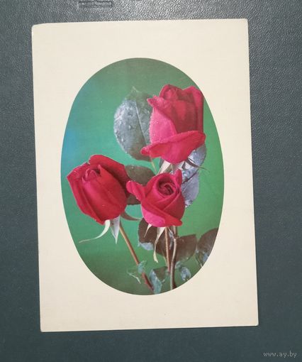 Открытка "Поздравляем!"  фото Г.Костенко  1975г. чистая