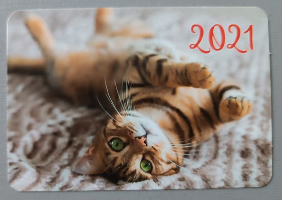 Кот. Кален, 2021