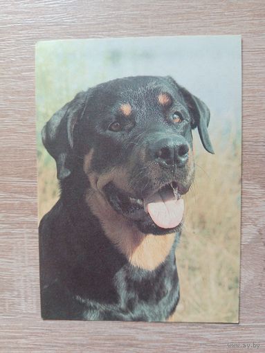 Календарик 1993