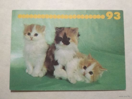 Карманный календарик. Котик.1993 год