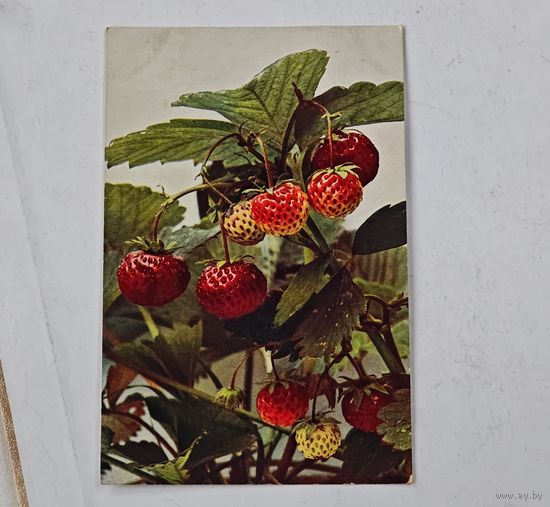 1909 год Либава Открытка