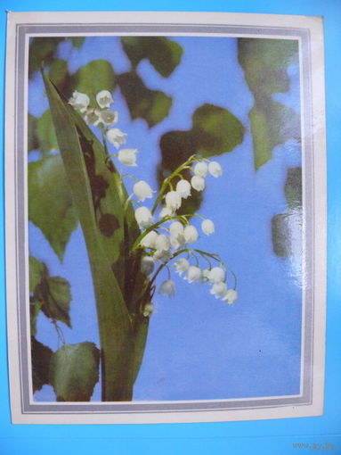 Шамшин К., Якименко Р., Ландыши; 1972, чистая, увеличенный формат.