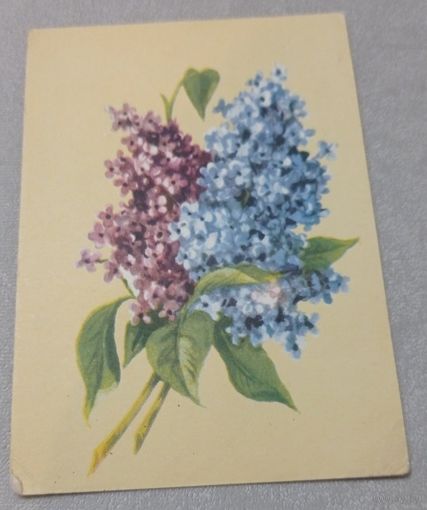 Цветы: сирень. Художник В.Зеленов. Чистая, 1957, типография им.Сталина