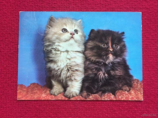 Котики. Чехословакия. Чистая.