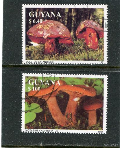 Гайана. Грибы