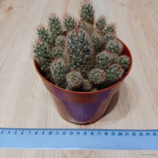 Кактусы Маммиллярия