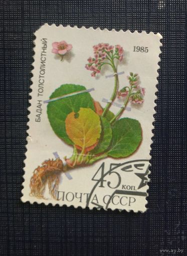 Марка СССР 1985 Бадан