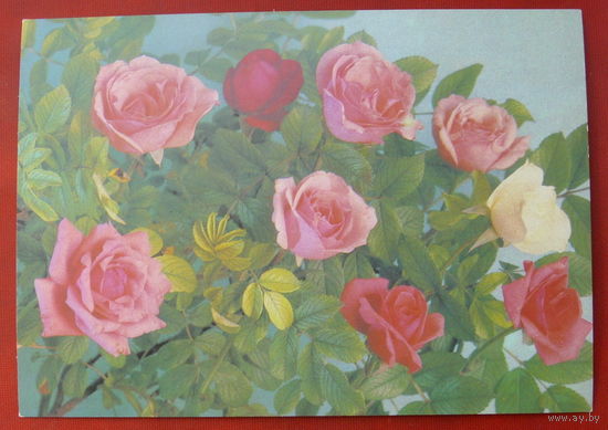 Цветы. Чистая. 1989 года. Костенко. *42.