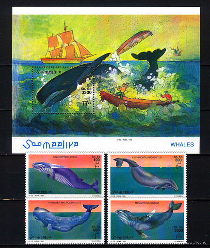 1999 Сомали. Киты