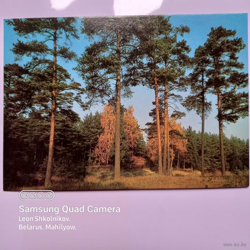 Открытка Сосновый Бор. Фото Н. Дейкина. 1986 год. ПРОДАЮ.