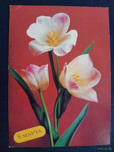 Открытка 8 Марта 1988 Фото Костенко Подписана