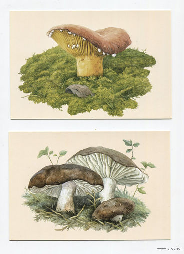 Открытки. Флора. Грибы. Осень. Молочник. 4 шт. Худож. Ю.Палков (чистые)
