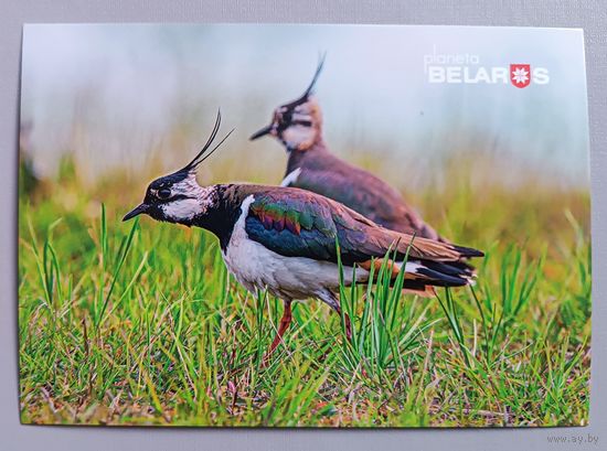 Серия "Планета Беларусь ". Чибисы. Птицы. Фауна. Открытка, глянец