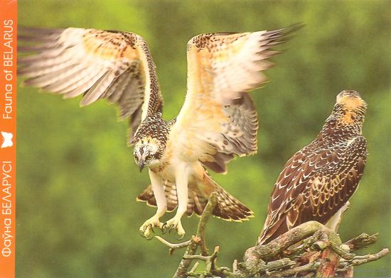 Фауна Беларуси: скопа, тираж 4000 экз., чистая, 2016