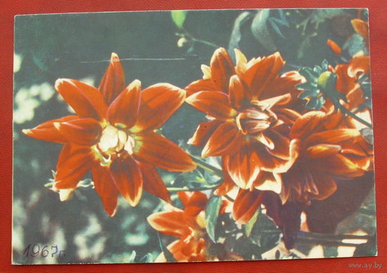 Георгины. Подписанная. 1967 года. Фото Ананьиной. 1178.