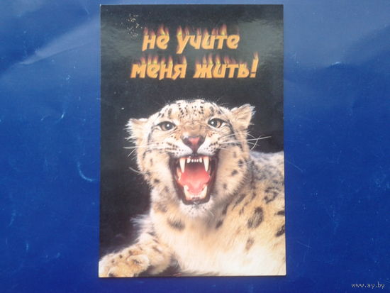 Леопард, Не учите меня жить!