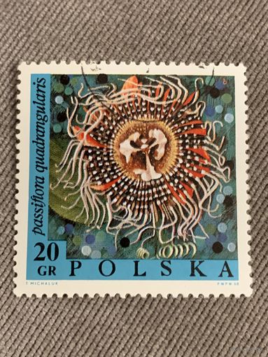 Польша 1968. Цветы. Passiflora quadrangularis. Марка из серии