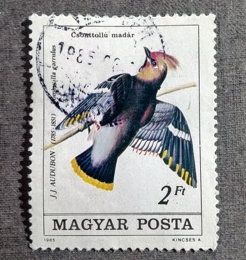 Марка Венгрия 1985 год Птица