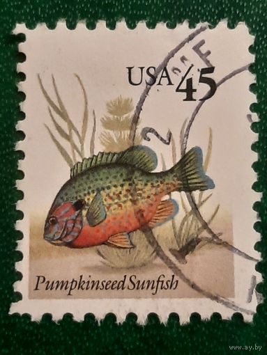 США. Фауна. Рыбы. Pumpkinseed Sunfish