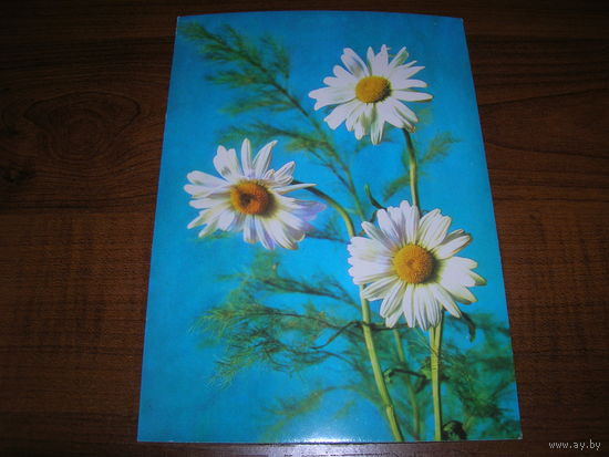 Цветы Ромашки Болгария чистая