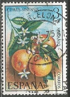 Испания. Фрукты. Апельсины. 1975г. Mi#3148.