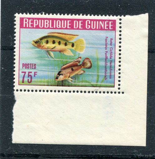 Гвинея. Фауна. Аквариумные рыбки