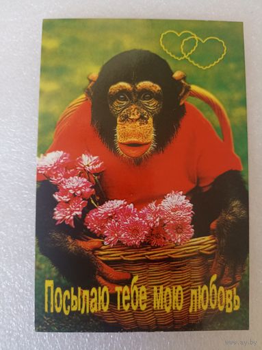 Животные, Обезьяны, 2004 год. Карманные календарики, Календарик, Календарь