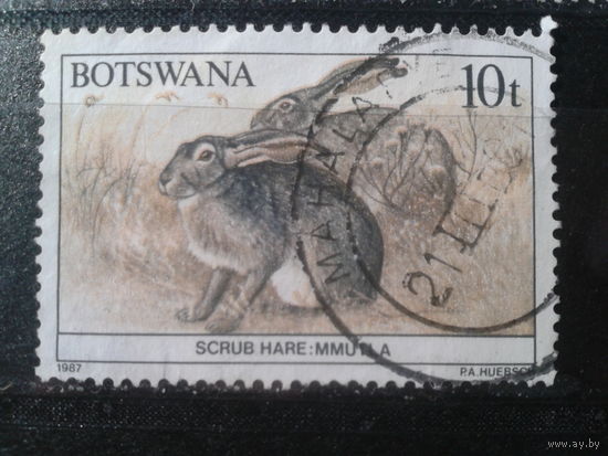Ботсвана,1987. Африканский горный заяц