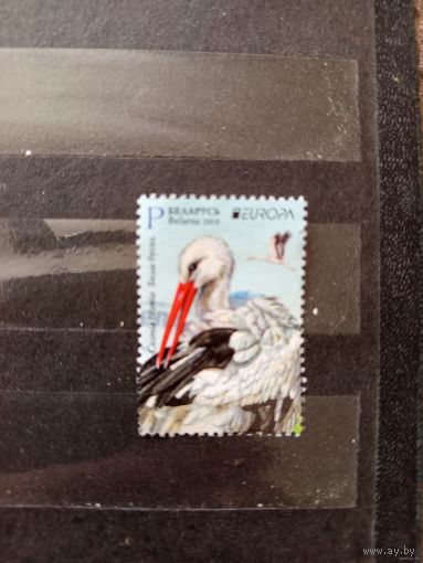 2019 Беларусь фауна птицы (4-9)