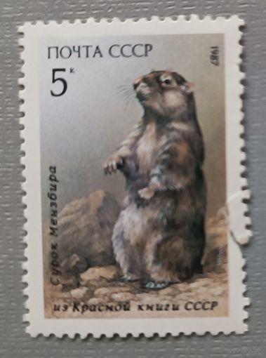 Сурок. 1987, СССР